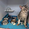 Jules a rejoint le concours — aidez-le/la à gagner de superbes lots ! cat, medical_bandage, blue_blanket, food_bowl, water_bowl, veterinary, iv_line, gray_cat, indoor, pet, animal, recovery, sick_cat, clinic, small_space, medical_care, bandaged_leg, feline, animal_care, cage
