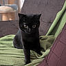 Agate participe au concours pour gagner de l'argent avec cette photo : black_cat, cat, pet, indoor, furniture, blanket, couch, cozy, animal, cute, fur, whiskers, eyes, home, relaxing, domestic_cat, feline, soft_texture, green_blanket, brown_cushion