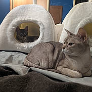 Jade participe au concours pour gagner de l'argent avec cette photo : cat, bed, blanket, cozy, feline, indoor, mirror, pet, plush, resting, soft, two_cats, white, igloo_bed, curious, grooming, furniture, blue_wall, relaxed, animal