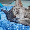 Jade participe au concours pour gagner de l'argent avec cette photo : cat, sleeping, close_up, blue_blanket, fur, pet, cozy, resting, indoor, animal, whiskers, soft, face, cute, peaceful, comfort, nap, domestic, relaxation, feline