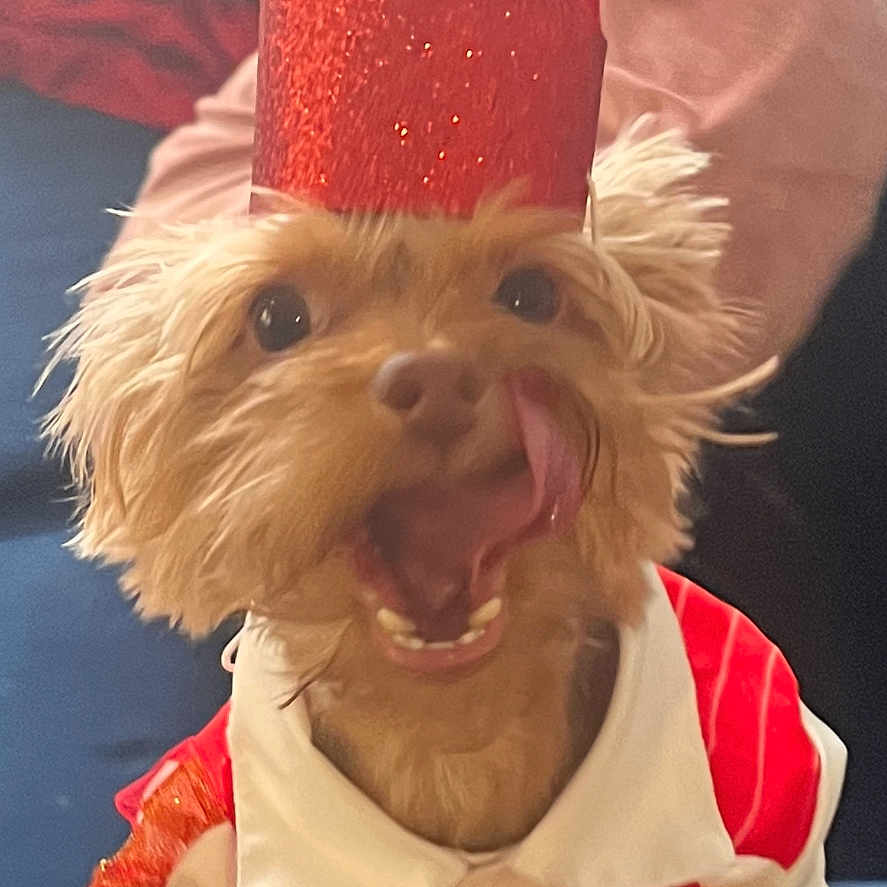 Shylo joined the competition — help win amazing prizes! animal, birthday, blue_couch, celebration, clothing, costume, couch, crown, cushion, cute, decor, dog, furry, happy, indoor, pet, portrait, red_bow_tie, small_dog, tongue_out