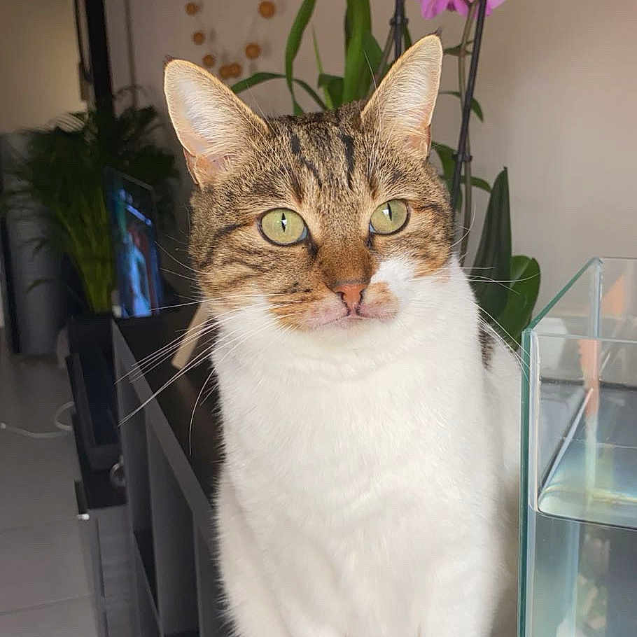 Clochette a rejoint le concours — aidez-le/la à gagner de superbes lots ! animal, aquarium, cat, closeup, curious, domestic, ears, feline, flower, glass, green_eyes, houseplant, indoor, orchid, pet, plant, shelf, tabby, whiskers, white