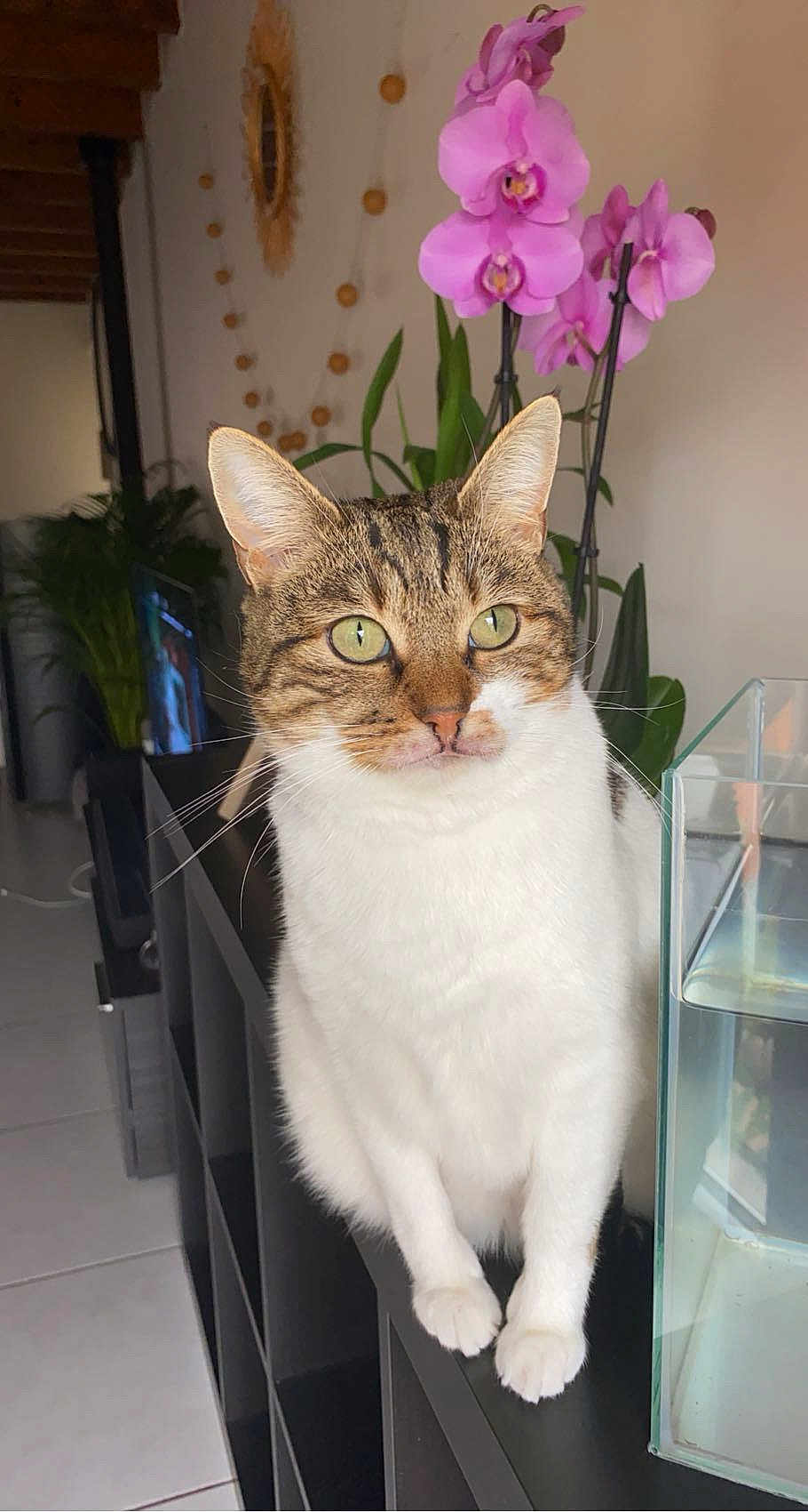 Clochette a rejoint le concours — aidez-le/la à gagner de superbes lots ! cat, tabby, white, pet, indoor, flower, orchid, plant, aquarium, glass, shelf, curious, feline, closeup, houseplant, domestic, animal, whiskers, ears, green_eyes