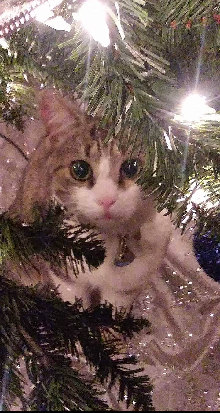 Kass joined the competition — help win amazing prizes! branch, carnivore, cat, christmas_decoration, christmas_ornament, christmas_tree, event, fawn, felidae, grass, holiday, holiday_ornament, light, ornament, plant, small_to_medium_sized_cats, snout, twig, whiskers, woody_plant