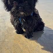 Tonalli is registered to the contest to win money with this photo: affenpinscher, animal, beach, canine, coast, dog, nature, outdoors, pet, poodle, puppy, sand, sea, shoreline, soil, terrier, water, whitedog