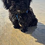affenpinscher, animal, beach, canine, coast, dog, nature, outdoors, pet, poodle, puppy, sand, sea, shoreline, soil, terrier, water, whitedog