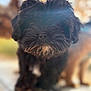 Tonalli joined the competition — help win amazing prizes! affenpinscher, animal, canine, dog, pet, poodle, puppy, terrier