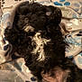 Tonalli joined the competition — help win amazing prizes! affenpinscher, animal, bed, bedroom, blanket, canine, cockerspaniel, couch, cushion, dog, furniture, homedecor, indoors, person, pet, poodle, puppy, room, sleeping, terrier