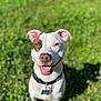 dog, canine, pet, smiling, happy, outdoor, grass, sunlight, collar, tag, animal, closeup, portrait, white_coat, brown_patch, ears, tongue, friendly, nature, daylight