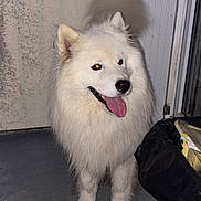 Tchoupy a rejoint le concours — aidez-le/la à gagner de superbes lots ! animal, canine, concrete_floor, dog, door, ears, fluffy, fur, happy, looking, muzzle, night, outdoor, pet, standing, tail_wagging, tongue_out, trash_bin, wall, white_dog