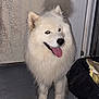 animal, canine, concrete_floor, dog, door, ears, fluffy, fur, happy, looking, muzzle, night, outdoor, pet, standing, tail_wagging, tongue_out, trash_bin, wall, white_dog