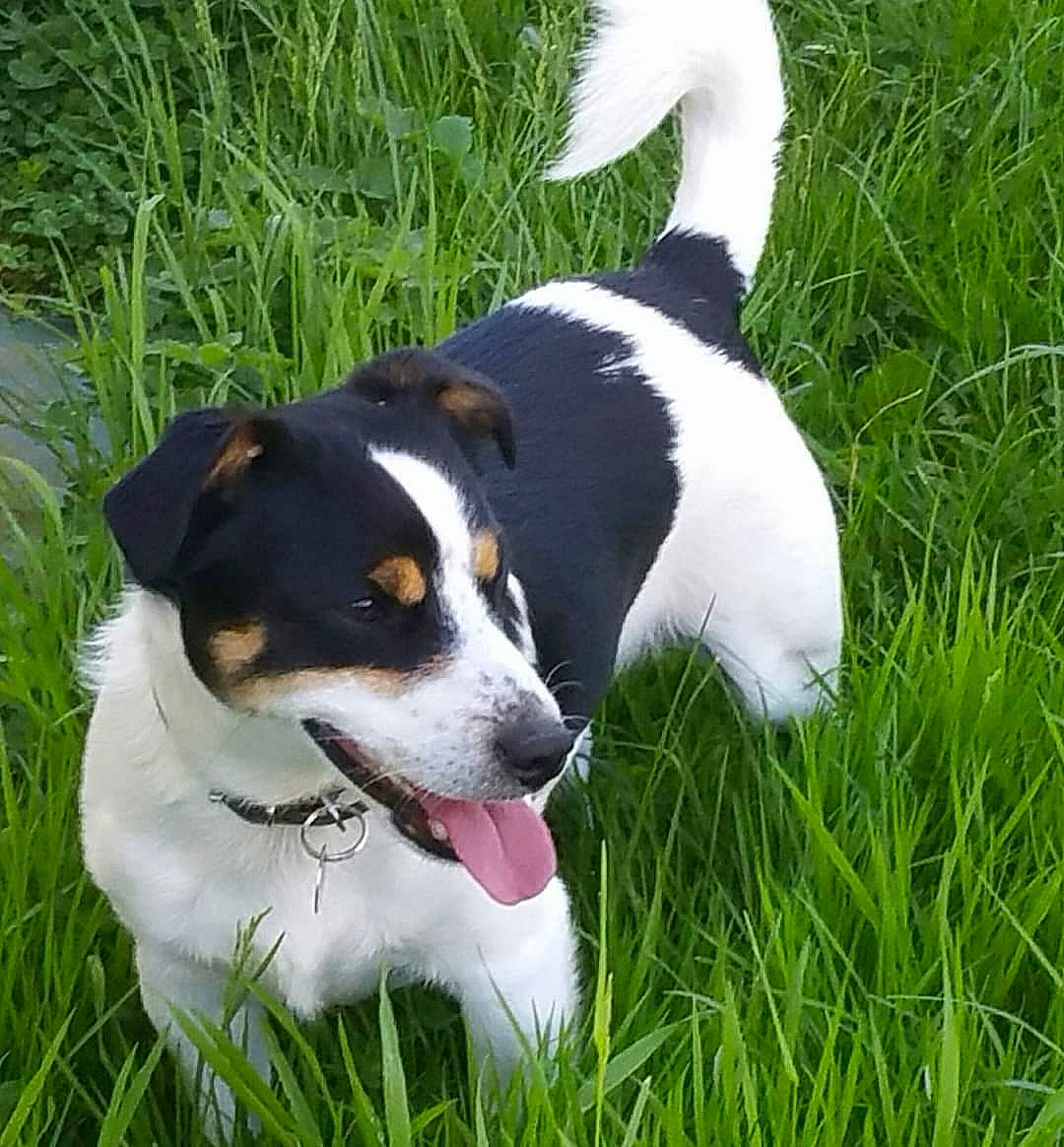 Idem a rejoint le concours — aidez-le/la à gagner de superbes lots ! carnivore, collar, companion_dog, dog, dog_breed, dog_collar, grass, grassland, herding_dog, hunting_dog, paw, plant, puppy, scent_hound, sporting_group, tail, terrestrial_animal, terrier, whiskers, working_dog