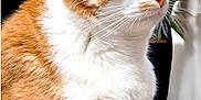 Django a rejoint le concours — aidez-le/la à gagner de superbes lots ! abyssinian, angora, animal, cat, kitten, manx, pet, siamese, wood