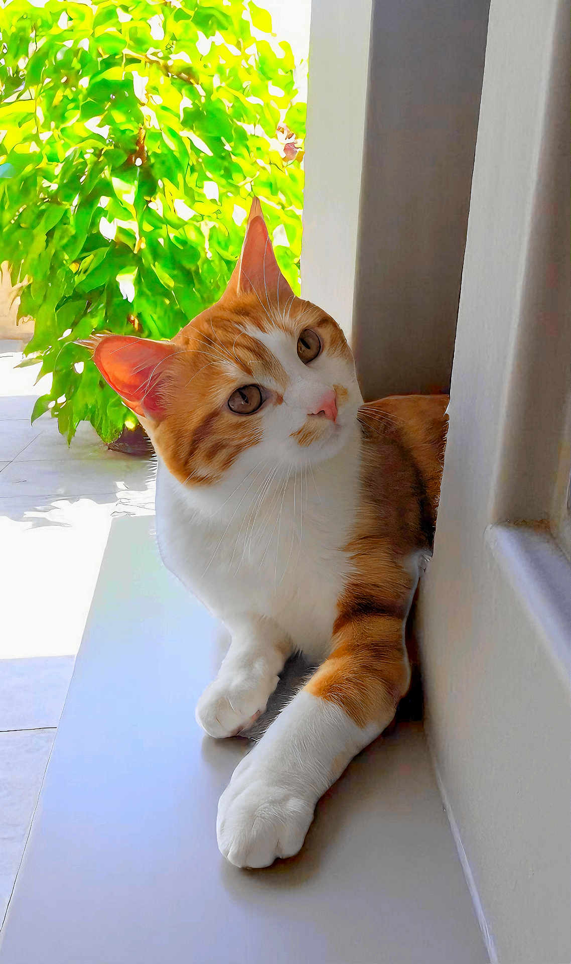 Django a rejoint le concours — aidez-le/la à gagner de superbes lots ! animal, cat, close_up, curious, domestic_cat, ears, feline, fur, green_leaves, indoor, orange_cat, paws, pet, plant, portrait, relaxing, sunlight, whiskers, white_cat, window
