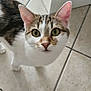 cat, tabby, white_fur, curious, looking_up, pet, indoor, floor_tiles, animal, whiskers, ears, tail, domestic, feline, closeup, household, cabinet, floor, cute, young_cat