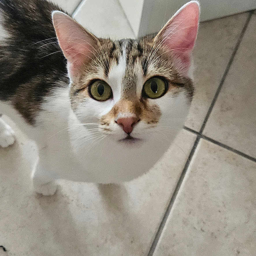 Nala a rejoint le concours — aidez-le/la à gagner de superbes lots ! animal, cabinet, cat, closeup, curious, cute, domestic, ears, feline, floor, floor_tiles, household, indoor, looking_up, pet, tabby, tail, whiskers, white_fur, young_cat