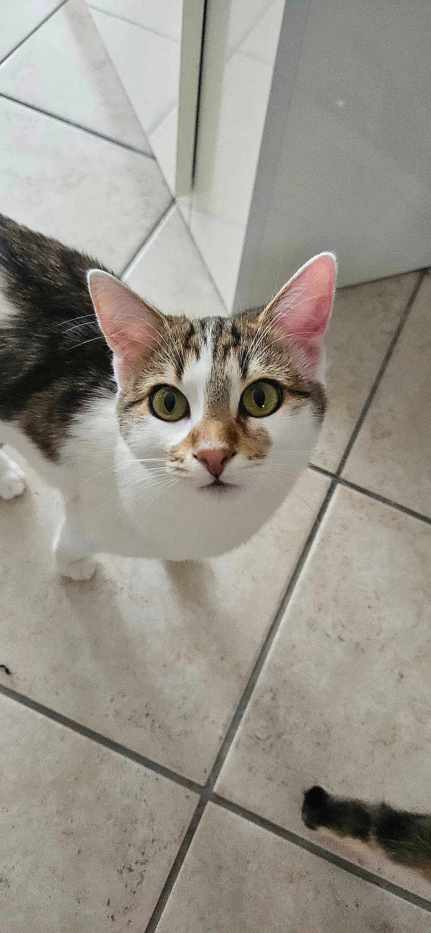 Nala