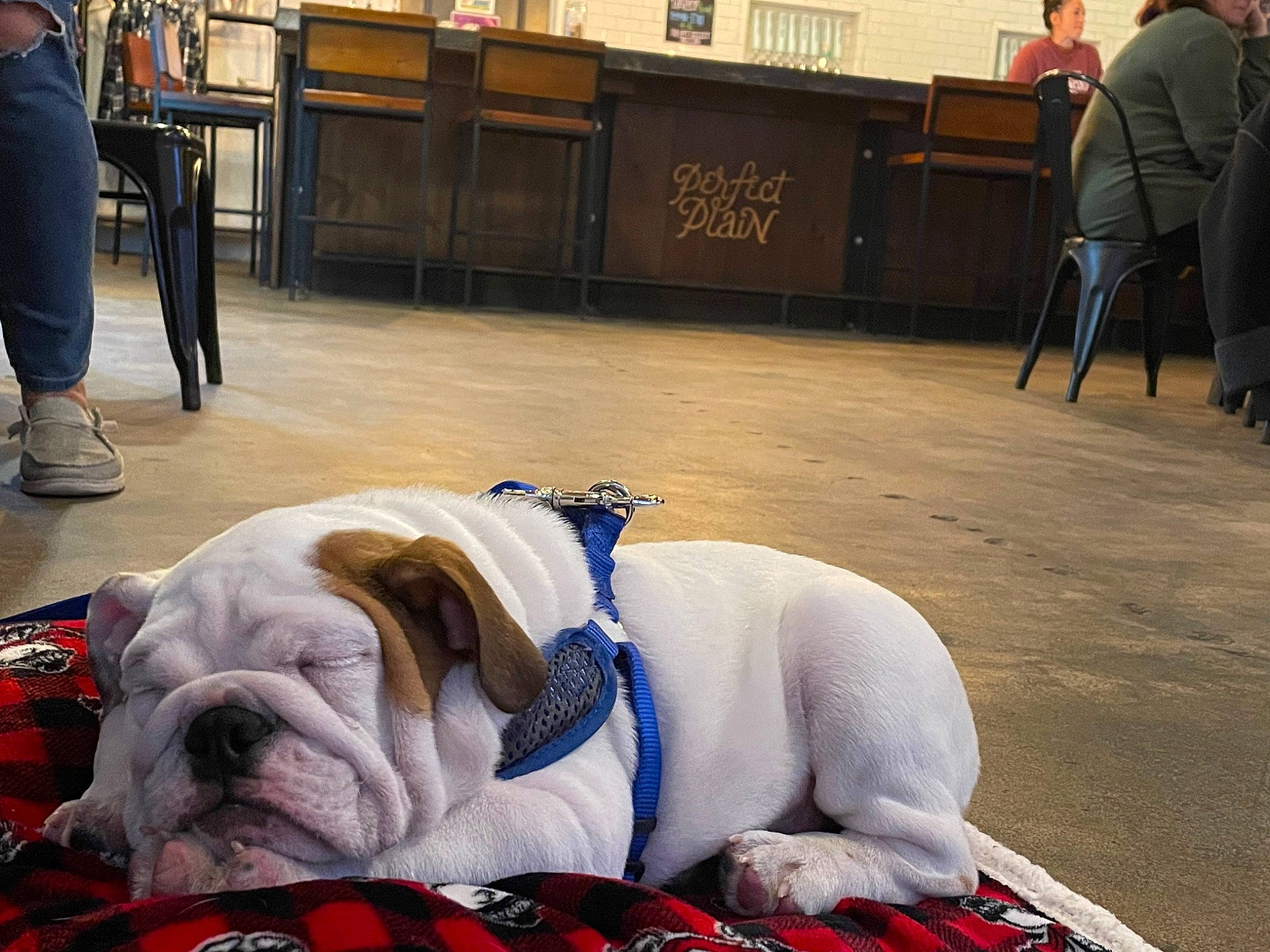 Butterball joined the competition — help win amazing prizes! bulldog, carnivore, chair, clothing, collar, comfort, companion_dog, dog, dog_breed, dog_collar, fawn, floor, flooring, leg, pet_supply, snout, sporting_group, white_english_bulldog, working_animal, wrinkle