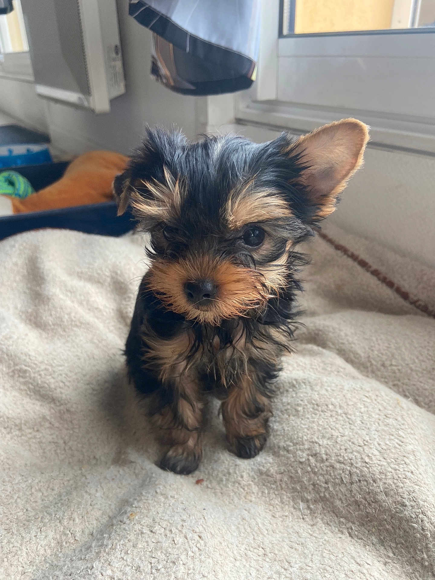 Aiko participe au concours pour gagner de l'argent avec cette photo : puppy, dog, small_dog, cute, furry, pet, indoors, blanket, bedroom, window, curious, young, animal, fur, ears, snout, sitting, cozy, adorable, companion