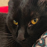 Mao a rejoint le concours — aidez-le/la à gagner de superbes lots ! cat, black_cat, close_up, yellow_eyes, whiskers, fur, pet, animal, face, resting, indoor, patterned_fabric, texture, cute, feline, portrait, relaxed, soft_light, close_view, domestic_animal