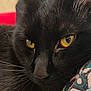 cat, black_cat, close_up, yellow_eyes, whiskers, fur, pet, animal, face, resting, indoor, patterned_fabric, texture, cute, feline, portrait, relaxed, soft_light, close_view, domestic_animal