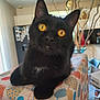 Mao a rejoint le concours — aidez-le/la à gagner de superbes lots ! black_cat, cat, yellow_eyes, whiskers, gift_wrap, patterned_paper, indoor, kitchen, furniture, refrigerator, vase, decor, table, domestic_animal, curious, pet, animal, close_up, relaxed, colorful