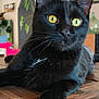 Mao participe au concours pour gagner de l'argent avec cette photo : black_cat, yellow_eyes, cat, indoor, wooden_table, living_room, furniture, plant, blurred_background, pet, animal, whiskers, close_up, relaxed, domestic_cat, cute, fur, table, houseplant, cozy