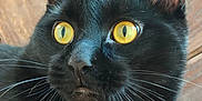 Mao a rejoint le concours — aidez-le/la à gagner de superbes lots ! cat, black_cat, yellow_eyes, whiskers, close_up, pet, animal, fur, alert, curious, indoor, wooden_floor, portrait, mammal, feline, domestic_animal, face, ears, nose, white_fur_patch