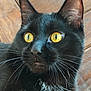 cat, black_cat, yellow_eyes, whiskers, close_up, pet, animal, fur, alert, curious, indoor, wooden_floor, portrait, mammal, feline, domestic_animal, face, ears, nose, white_fur_patch