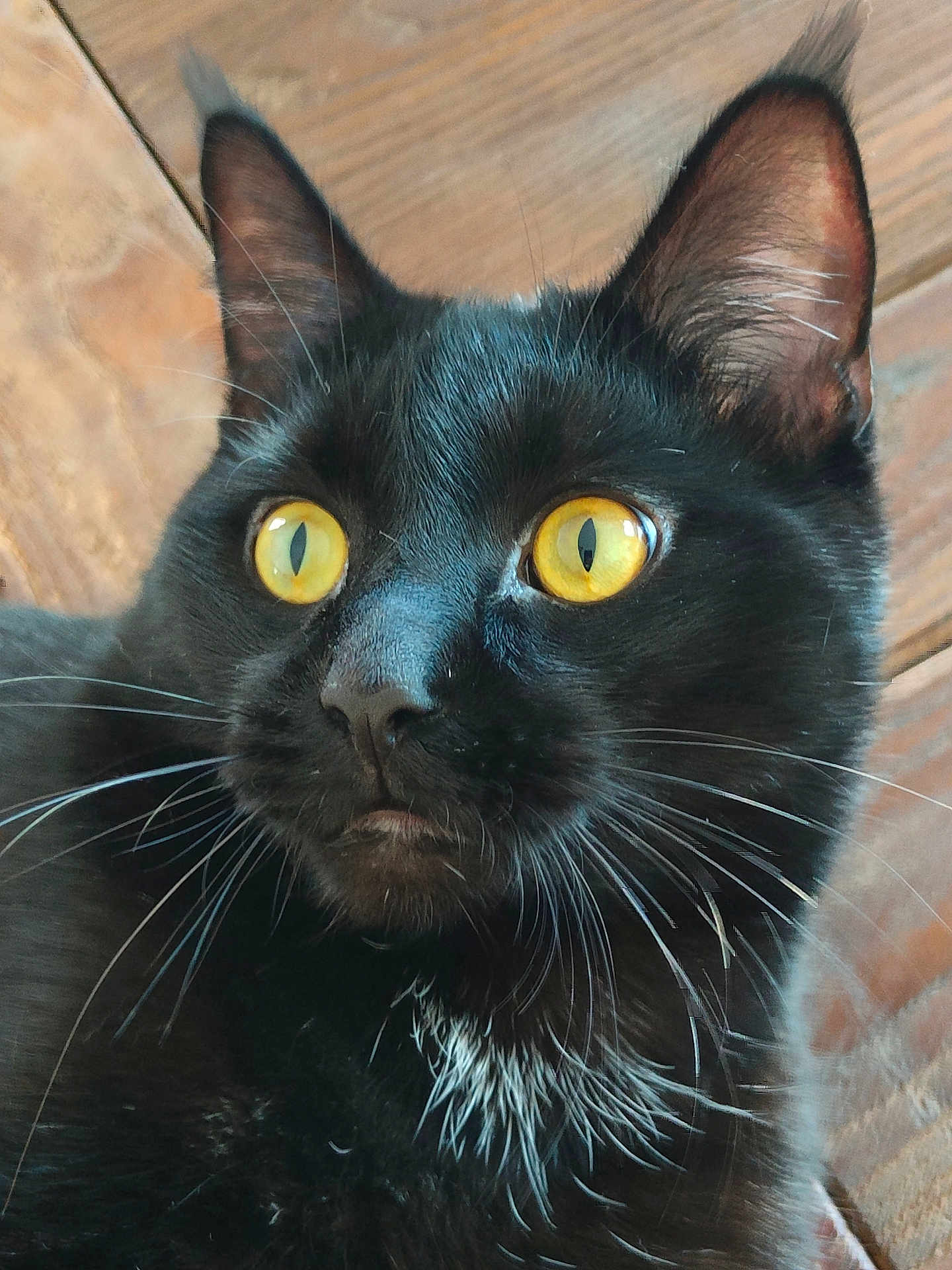 Mao a rejoint le concours — aidez-le/la à gagner de superbes lots ! cat, black_cat, yellow_eyes, whiskers, close_up, pet, animal, fur, alert, curious, indoor, wooden_floor, portrait, mammal, feline, domestic_animal, face, ears, nose, white_fur_patch