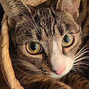 Marley a rejoint le concours — aidez-le/la à gagner de superbes lots ! cat, tabby_cat, close_up, green_eyes, whiskers, basket, feline, pet, fur, curious, animal, indoor, soft_texture, portrait, face, ears, paw, domestic_cat, nature, cute