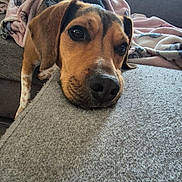 Rio participe au concours pour gagner de l'argent avec cette photo : dog, blanket, couch, indoor, resting, brown_dog, window, curtains, cozy, pet, relaxed, furniture, domestic, portrait, sleepy, animal, snuggled, soft_light, home, comfort