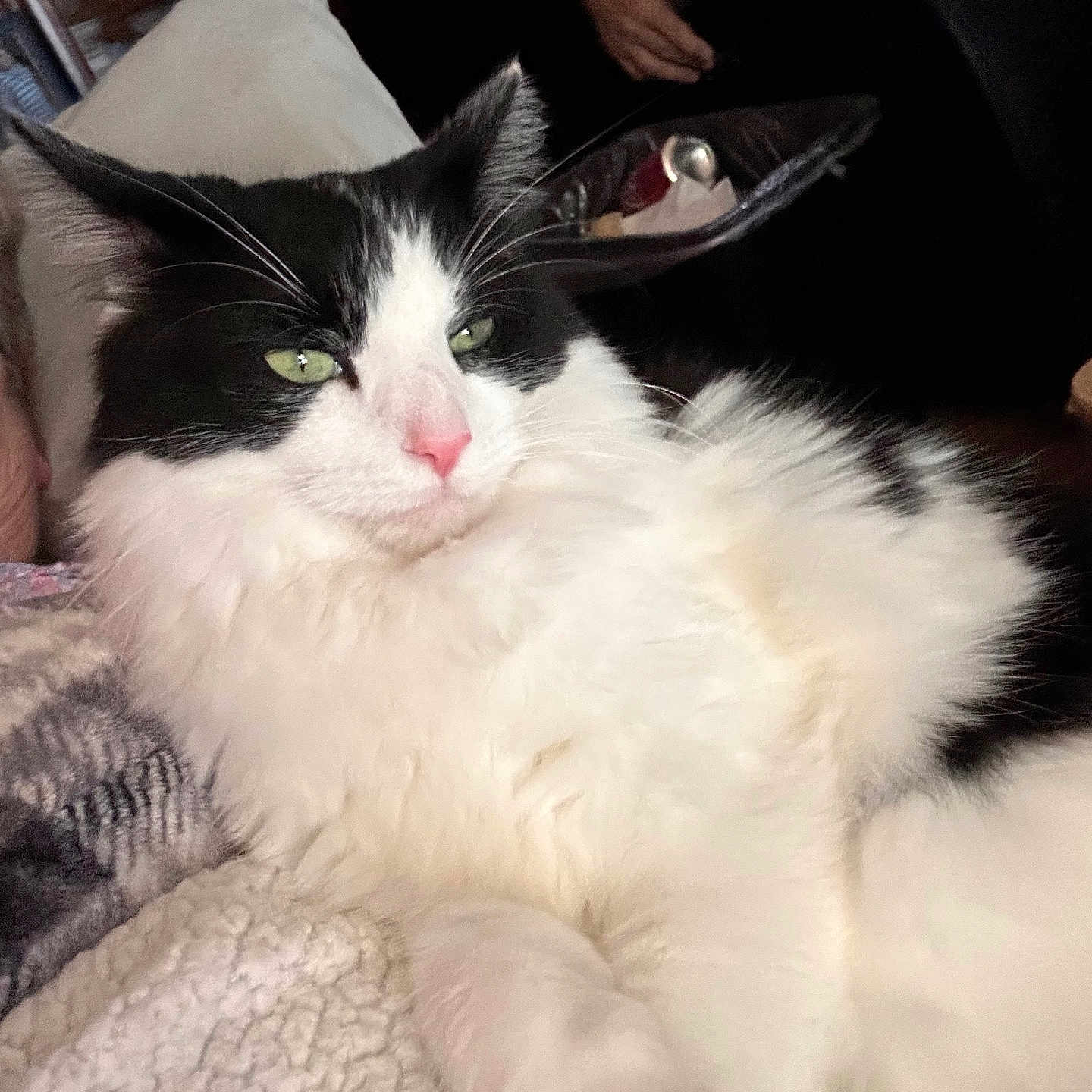 Oreo is registered to the contest to win money with this photo: cat, black_and_white, fluffy, indoor, blanket, relaxed, pet, feline, green_eyes, soft_texture, close_up, resting, cozy, domestic, animal, whiskers, pink_nose, fur, laying, person_arm