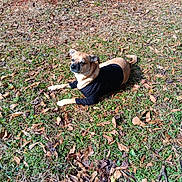 Mr.beans joined the competition — help win amazing prizes! animal, ball, black_shirt, brown_dog, canine, casual, daylight, dog, grass, leaves, lying_down, nature, outdoor, park, pet, playful, relaxed, resting, sunlight, sunny