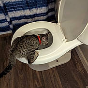 Tyga is registered to the contest to win money with this photo: cat, toilet, bathroom, curious, tabby_cat, red_collar, wooden_floor, striped_curtain, peeking_cat, indoor, pet, animal, fur, whiskers, mischief, home, plumbing, sanitary, white_toilet, flooring