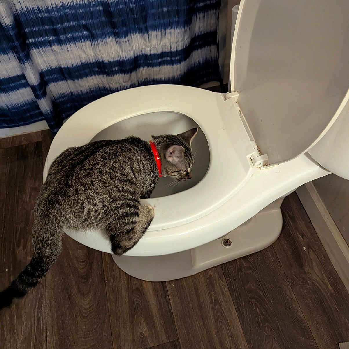 Tyga is registered to the contest to win money with this photo: animal, bathroom, cat, curious, flooring, fur, home, indoor, mischief, peeking_cat, pet, plumbing, red_collar, sanitary, striped_curtain, tabby_cat, toilet, whiskers, white_toilet, wooden_floor