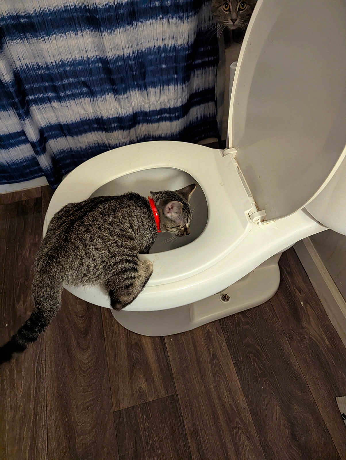 Tyga is registered to the contest to win money with this photo: cat, toilet, bathroom, curious, tabby_cat, red_collar, wooden_floor, striped_curtain, peeking_cat, indoor, pet, animal, fur, whiskers, mischief, home, plumbing, sanitary, white_toilet, flooring