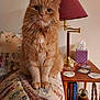 Oscar is registered to the contest to win money with this photo: cat, orange_tabby, fluffy, couch, armrest, lamp, table, coasters, tissue_box, books, indoor, pet, furniture, home, decor, portrait, sitting, calm, closeup, domestic_animal