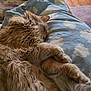 Oscar is registered to the contest to win money with this photo: cat, sleeping, fluffy, ginger, pet, animal, cozy, blanket, pattern, blue, white, fur, paw, relaxing, indoors, wooden_floor, comfort, rest, domestic_cat, closeup