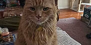 Oscar joined the competition — help win amazing prizes! cat, orange_cat, feline, pet, living_room, fireplace, cat_tree, table, papers, notebook, cozy, indoor, fur, whiskers, face, sitting, home, wood_floor, carpet, furniture
