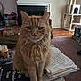 cat, orange_cat, feline, pet, living_room, fireplace, cat_tree, table, papers, notebook, cozy, indoor, fur, whiskers, face, sitting, home, wood_floor, carpet, furniture