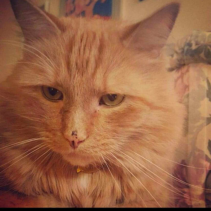 Oscar