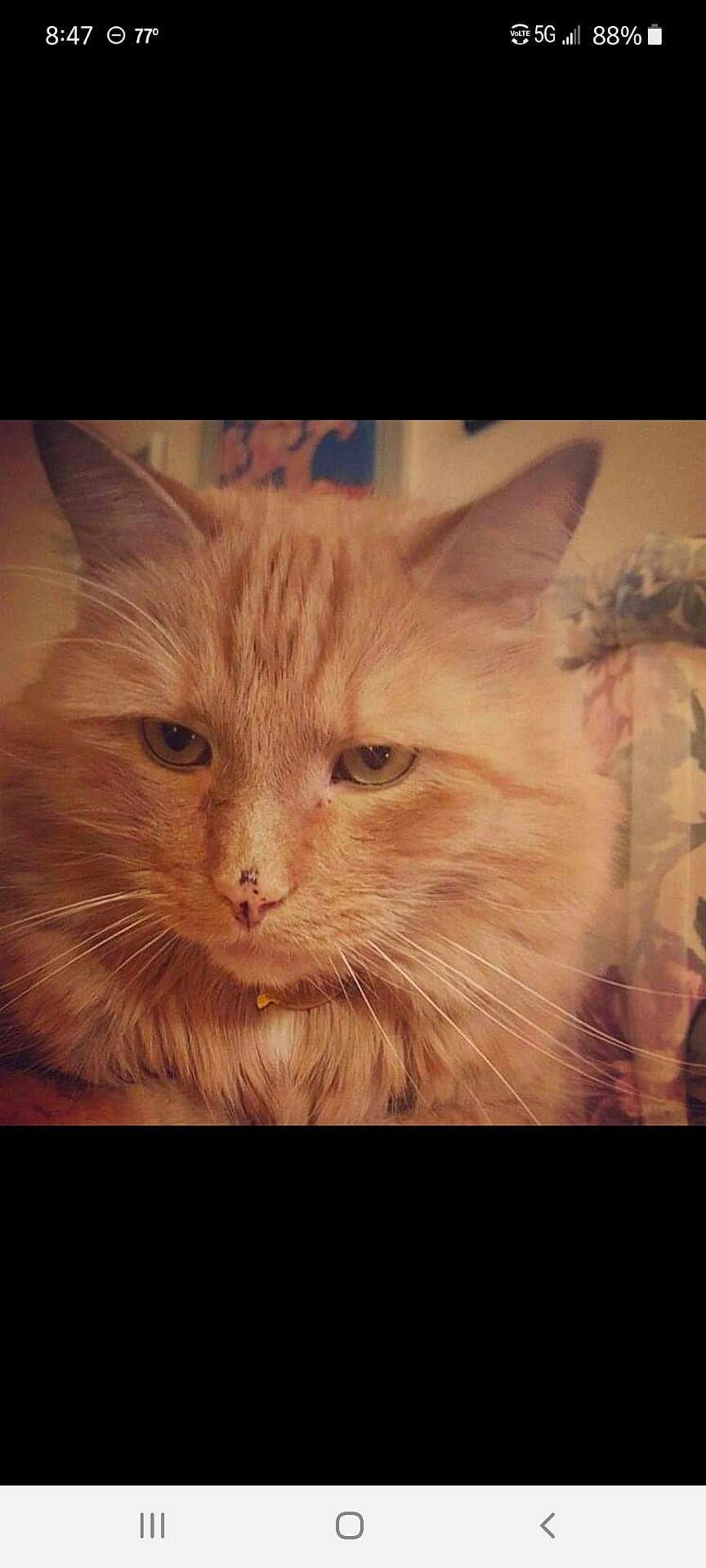 Oscar