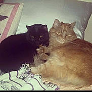 Oscar joined the competition — help win amazing prizes! cat, black_cat, orange_cat, pets, animal, furry, indoor, couch, blanket, pillow, resting, cozy, cute, fur, domestic_animal, two_animals, companions, relaxed, sitting, close_up