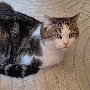 Bébé Chat participe au concours pour gagner de l'argent avec cette photo : cat, tabby, white_fur, green_eyes, pet, animal, indoor, carpet, texture, resting, whiskers, ears, tail, fur_pattern, alert, closeup, domestic_cat, cute, feline, mammal