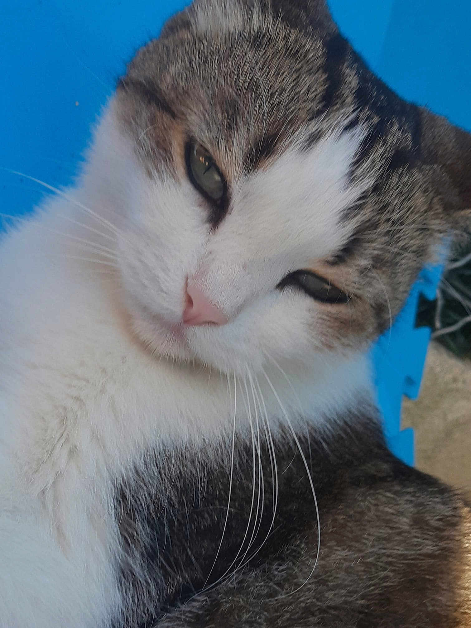 Bébé Chat