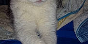 Bébé Chat a rejoint le concours — aidez-le/la à gagner de superbes lots ! aegean_cat, cat, cat_like_mammal, domestic_short_haired_cat, european_shorthair, fauna, fur, kitten, mammal, norwegian_forest_cat, small_to_medium_sized_cats, snout, whiskers