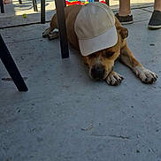 Cayser participe au concours pour gagner de l'argent avec cette photo : background, baseball_cap, brown_dog, casual, chair, concrete_floor, dog, hat, legs, outdoor, paws, people, playtime, relaxed, shade, shoes, sleepy, summer, sunlight, toys