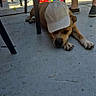 background, baseball_cap, brown_dog, casual, chair, concrete_floor, dog, hat, legs, outdoor, paws, people, playtime, relaxed, shade, shoes, sleepy, summer, sunlight, toys