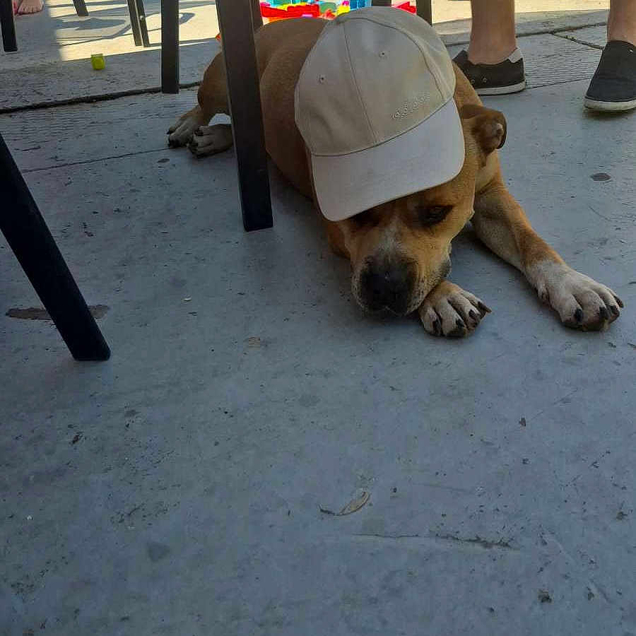 Cayser participe au concours pour gagner de l'argent avec cette photo : background, baseball_cap, brown_dog, casual, chair, concrete_floor, dog, hat, legs, outdoor, paws, people, playtime, relaxed, shade, shoes, sleepy, summer, sunlight, toys